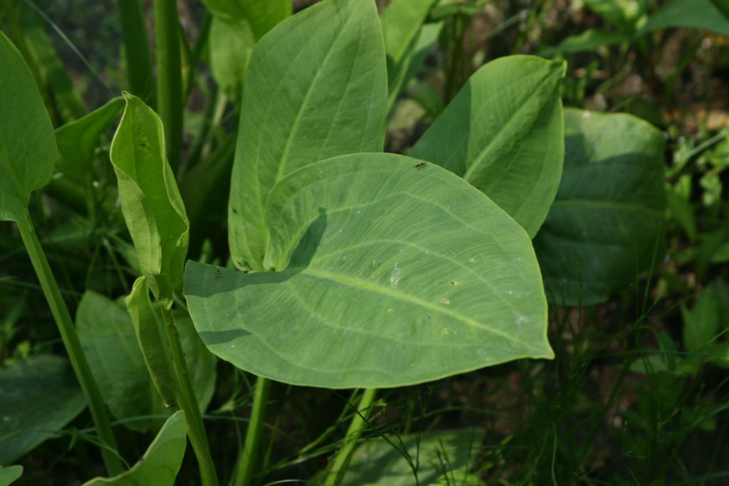 Alisma plantago-aquatica  (Alismataceae)