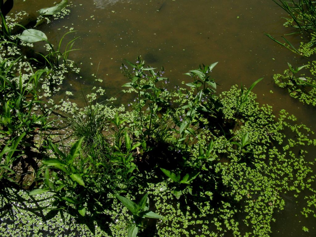 Pianta acquatica: Veronica anagallis-aquatica