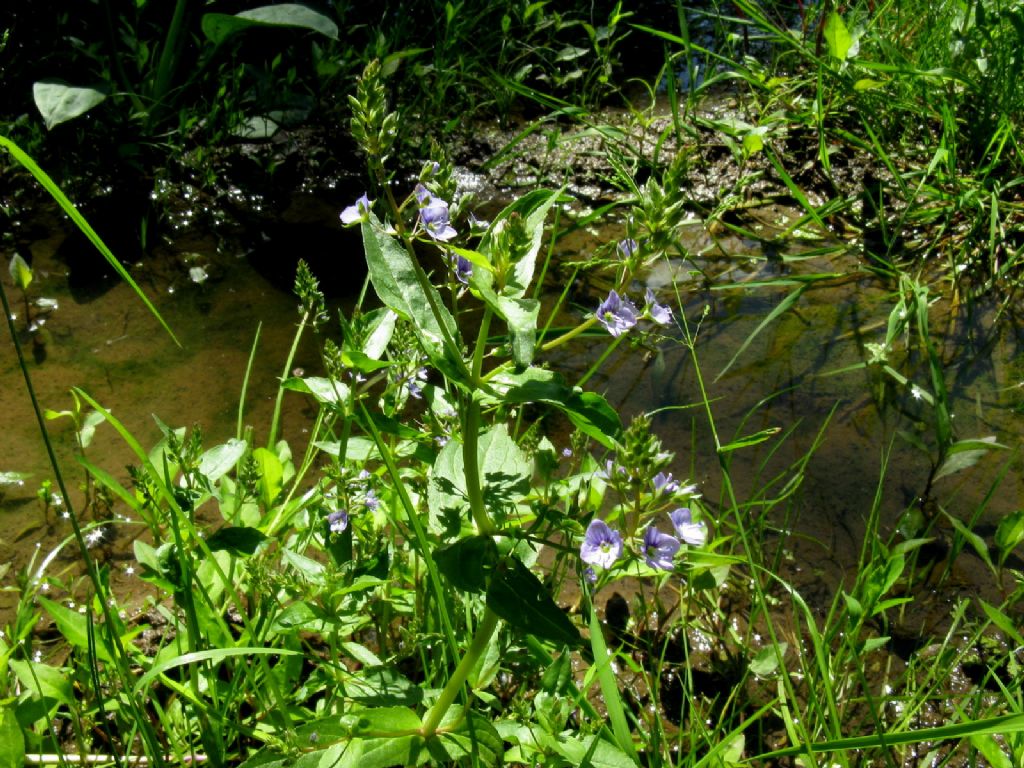 Pianta acquatica: Veronica anagallis-aquatica