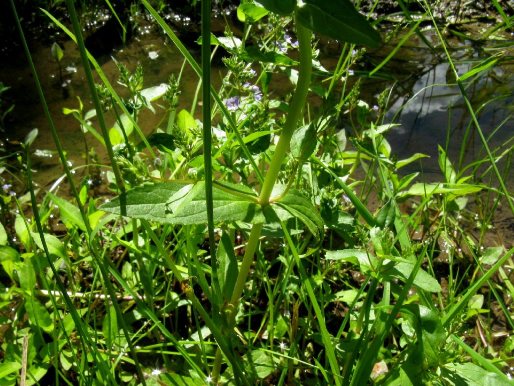 Pianta acquatica: Veronica anagallis-aquatica