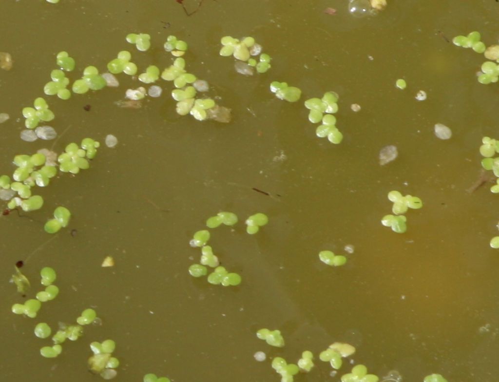 Lemna minor (Araceae)