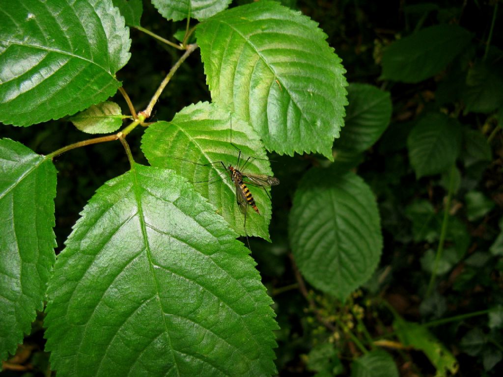 Panorpa...? No, Dittero Tipulidae: Nephrotoma cfr. crocata, femmina