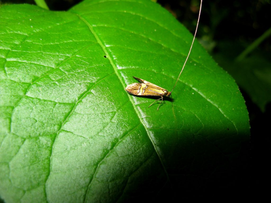 Adelidae: Nemophora degeerella? S