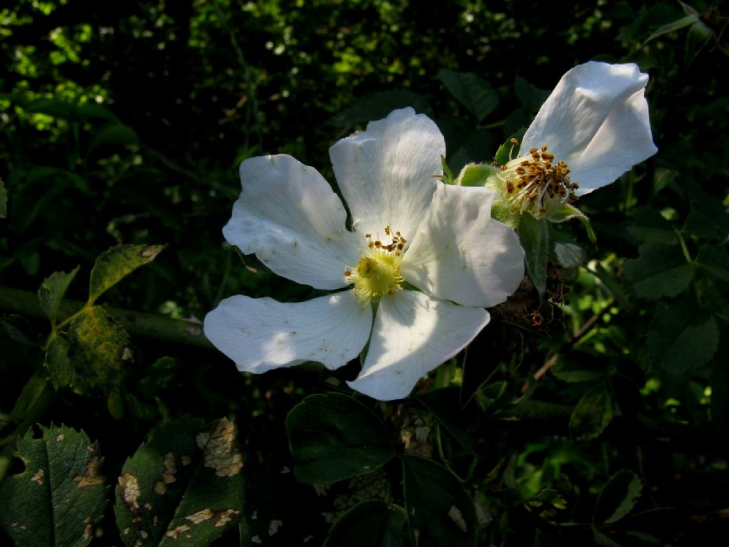 Rosa sp. o...?  Rosa sp.