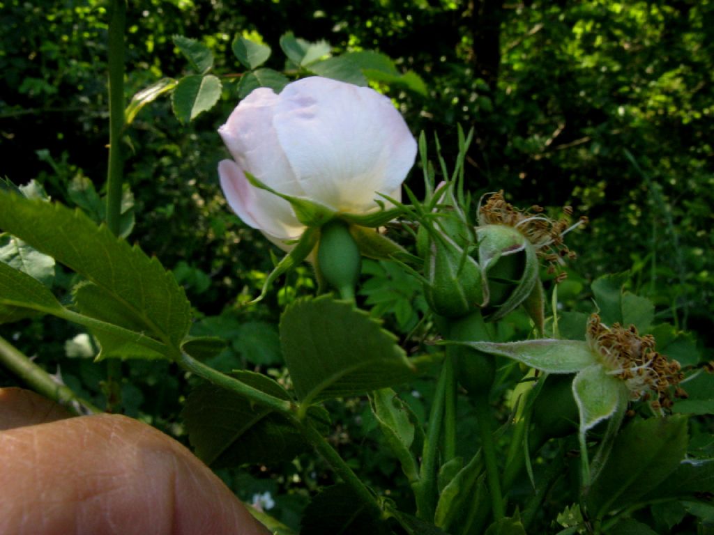 Rosa sp. o...?  Rosa sp.