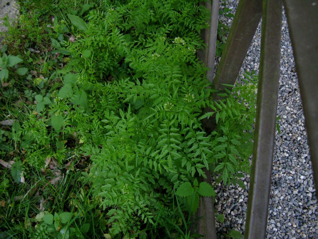 Pianta rompi...capo.: Cardamine impatiens (Brassicaceae)