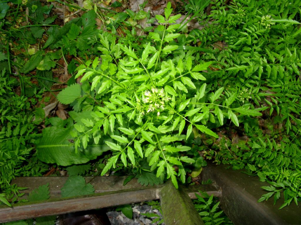 Pianta rompi...capo.: Cardamine impatiens (Brassicaceae)