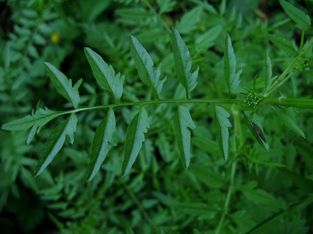 Pianta rompi...capo.: Cardamine impatiens (Brassicaceae)