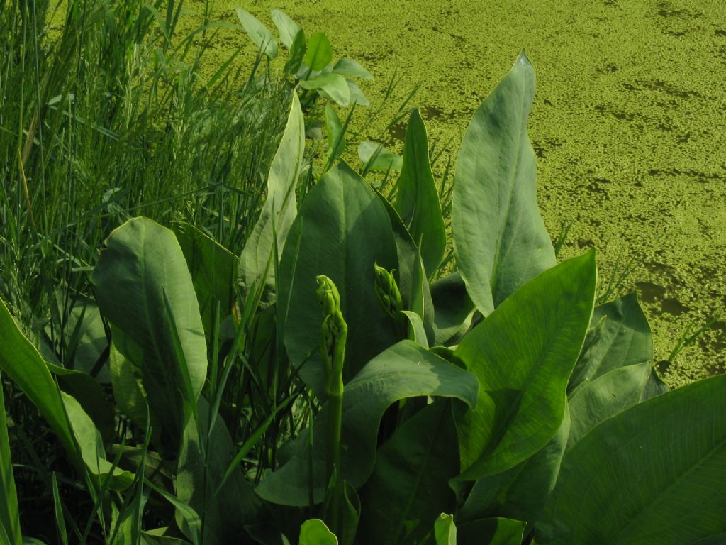 Alisma plantago-aquatica  (Alismataceae)