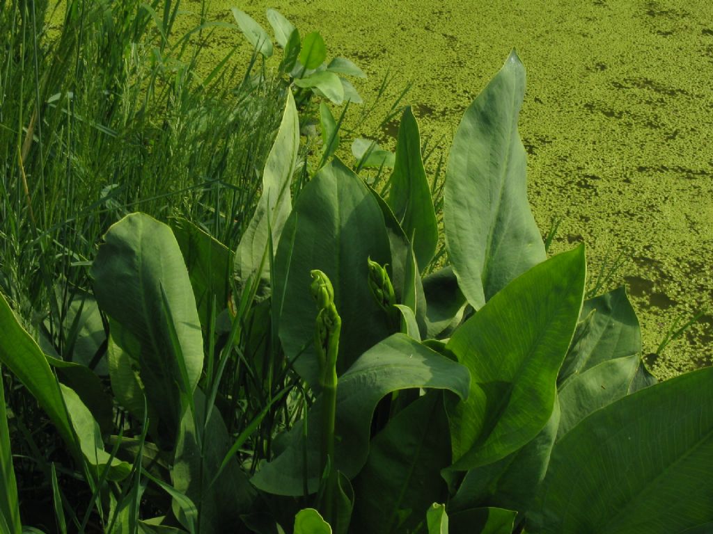 Alisma plantago-aquatica  (Alismataceae)