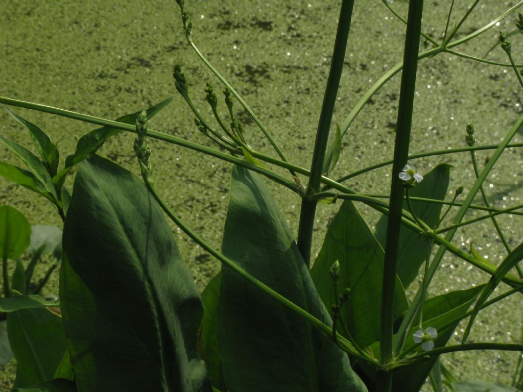 Alisma plantago-aquatica  (Alismataceae)