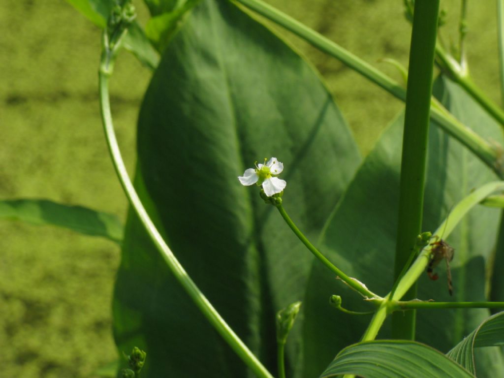 Alisma plantago-aquatica  (Alismataceae)