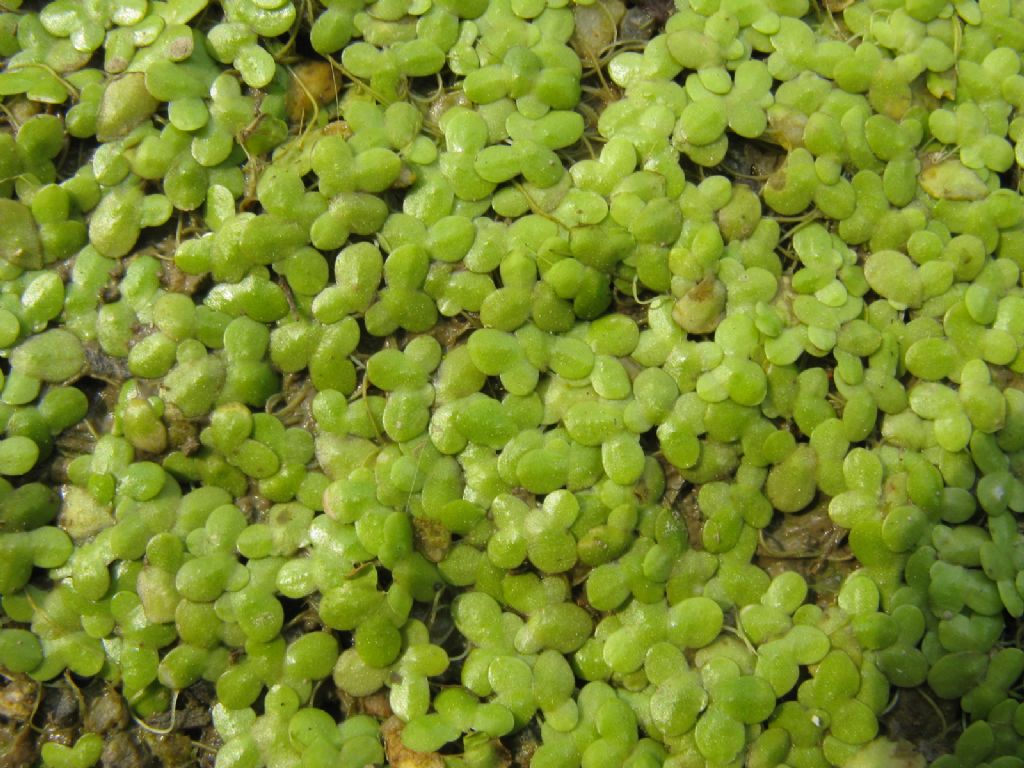 Lemna minor (Araceae)