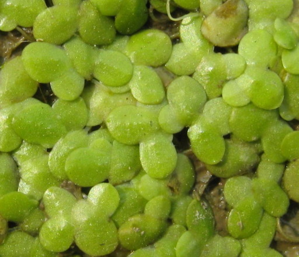 Lemna minor (Araceae)