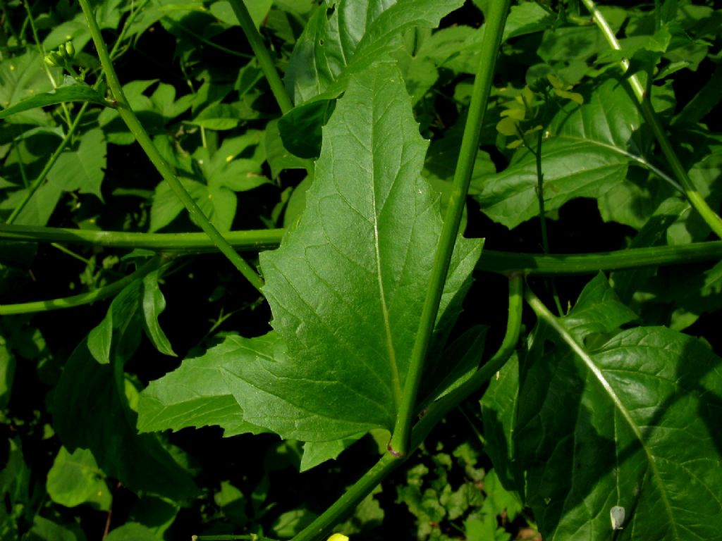 Barbarea vulgaris? No, cfr. Sinapis sp.