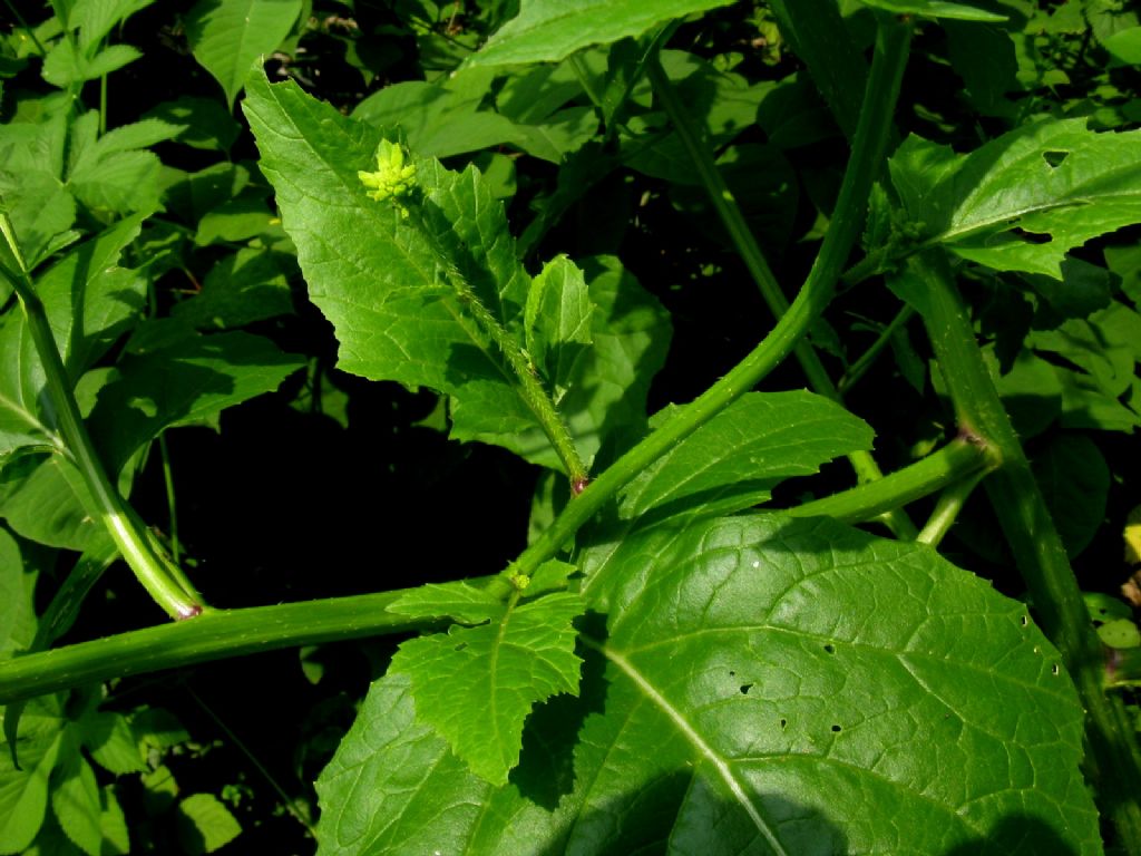 Barbarea vulgaris? No, cfr. Sinapis sp.