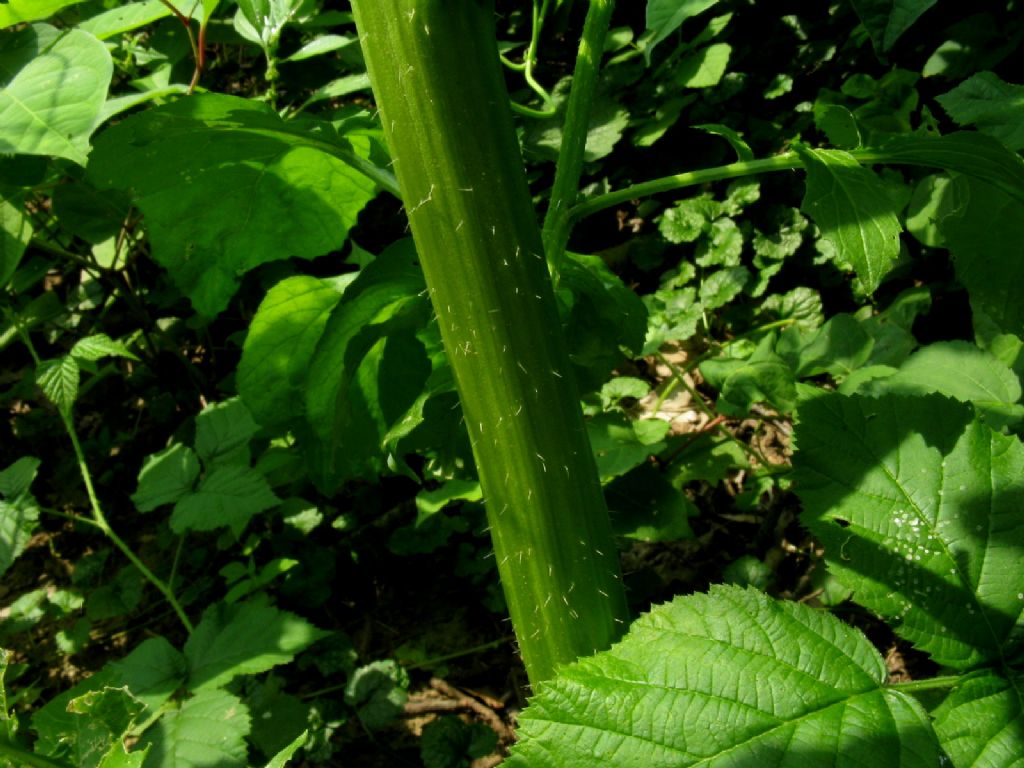 Barbarea vulgaris? No, cfr. Sinapis sp.