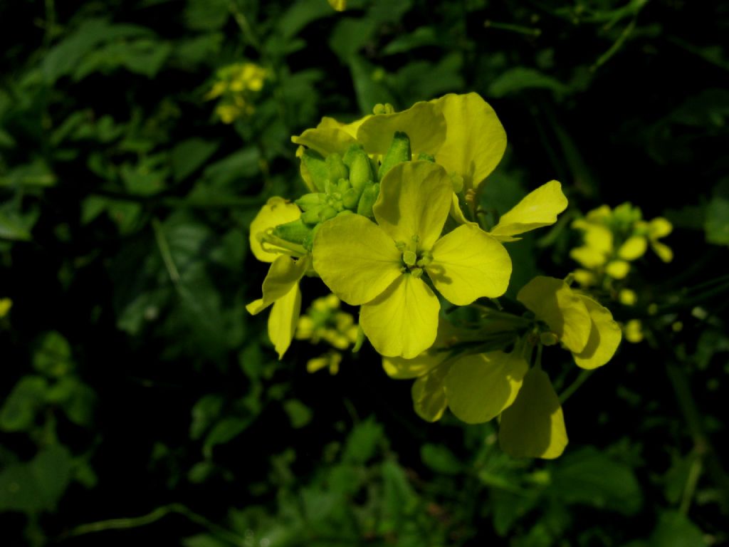 Barbarea vulgaris? No, cfr. Sinapis sp.