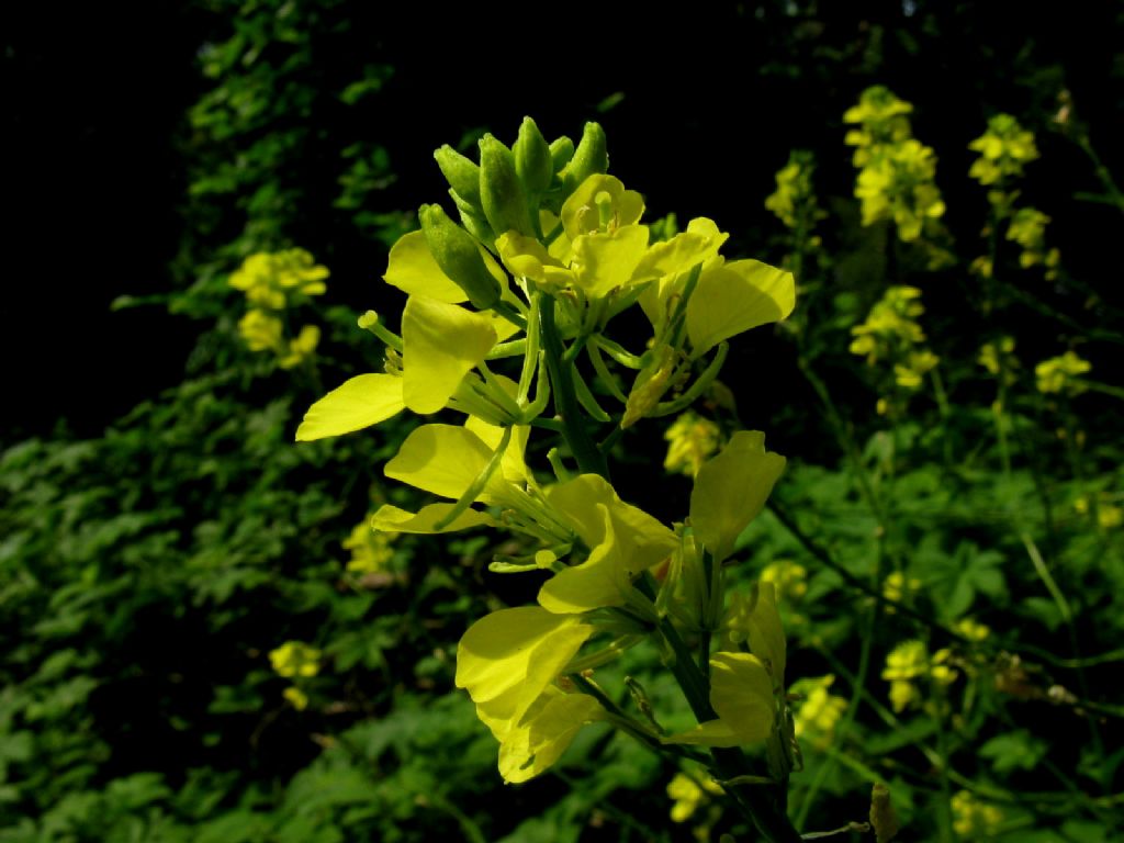 Barbarea vulgaris? No, cfr. Sinapis sp.