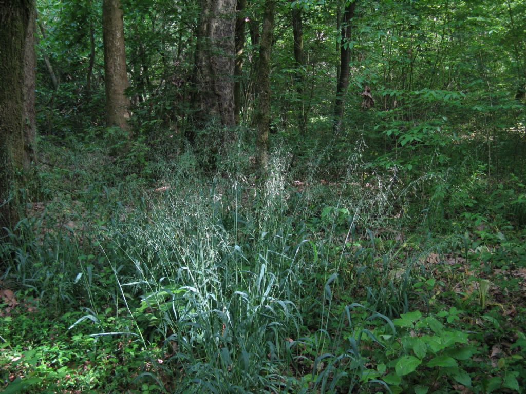 Poaceae:  miglio selvatico (Milium effusum)
