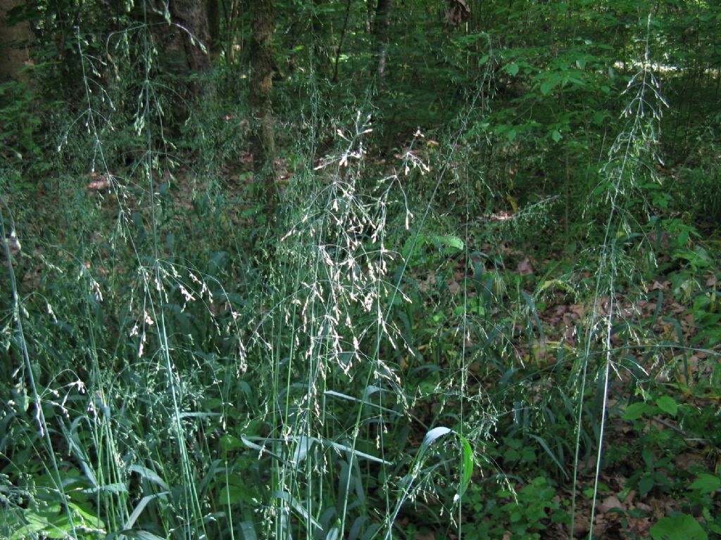 Poaceae:  miglio selvatico (Milium effusum)