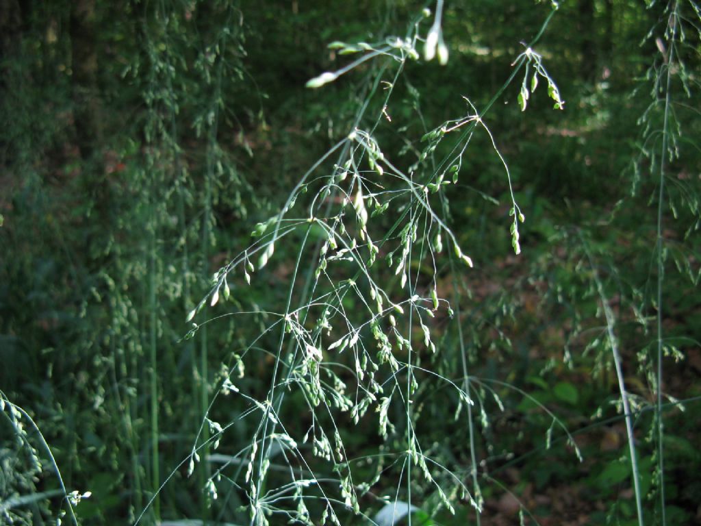 Poaceae:  miglio selvatico (Milium effusum)