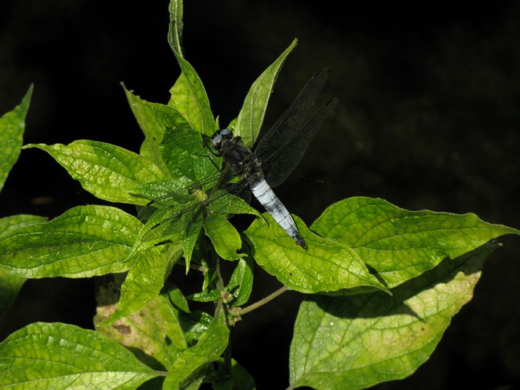 Libellula fulva? S, maschio