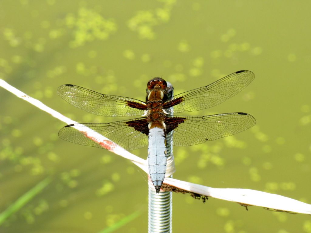 Libellula depressa? S