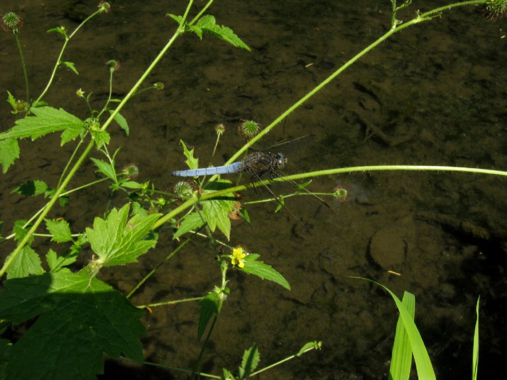 Orthetrum coerulescens?  S, maschio