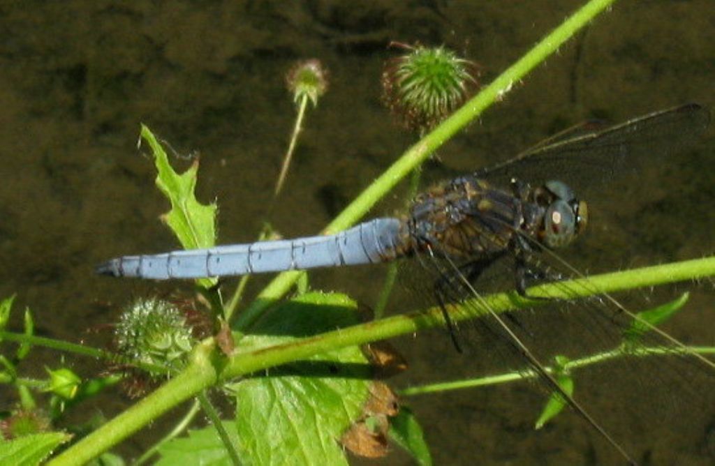 Orthetrum coerulescens?  S, maschio