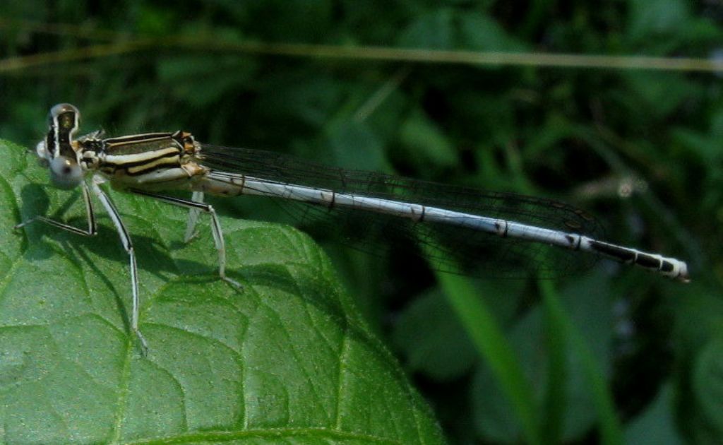 Platycnemis pennipes:colorazione variabile