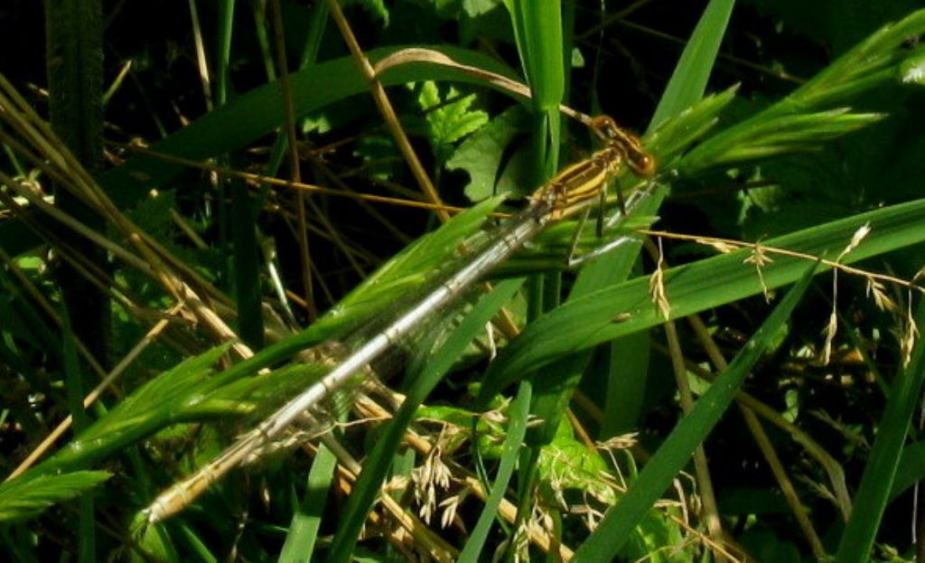 Platycnemis pennipes:colorazione variabile