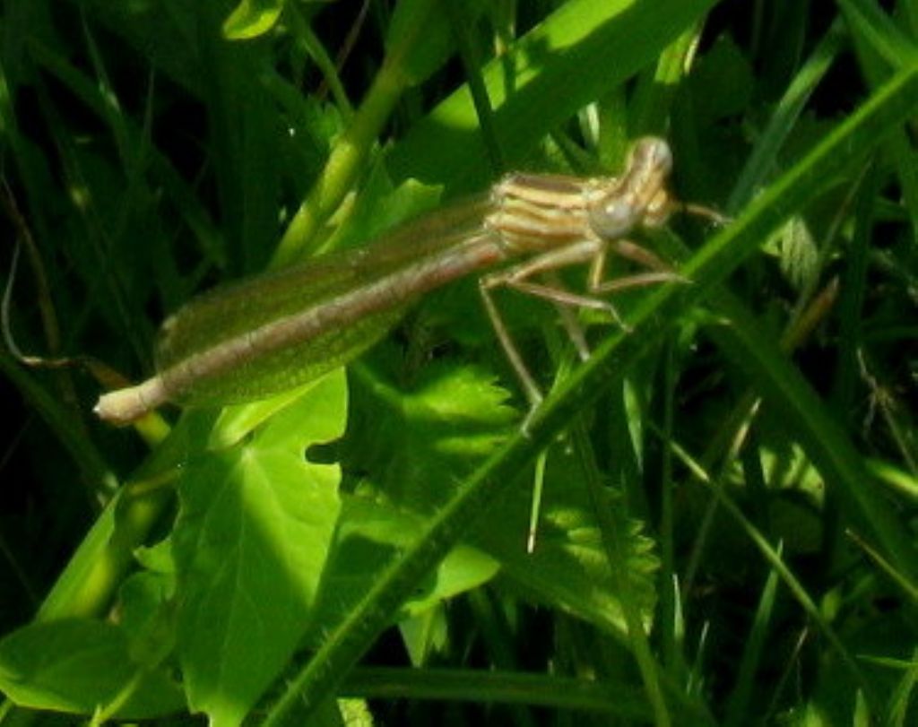 Platycnemis pennipes:colorazione variabile