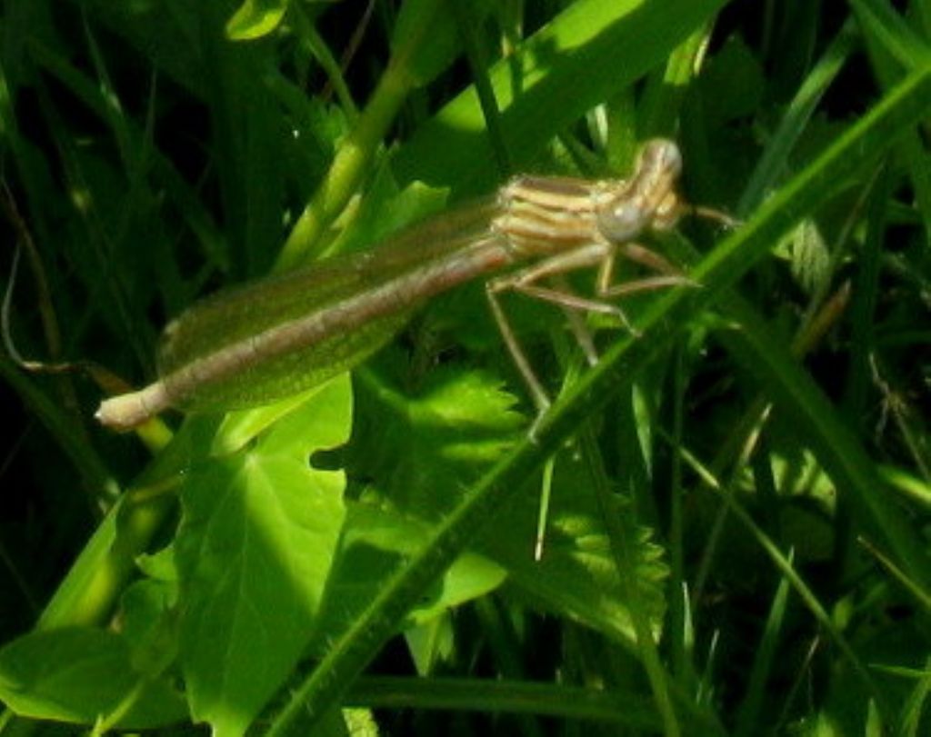 Platycnemis pennipes:colorazione variabile