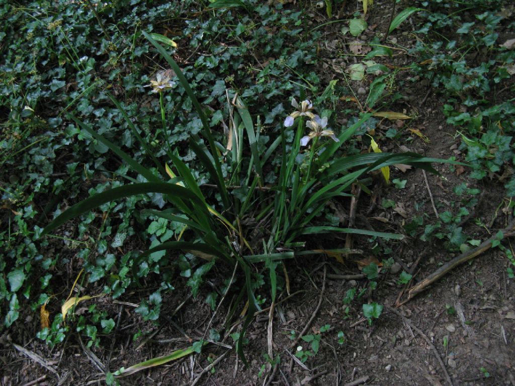 Iris pseudacorus? No, Chamaeiris foetidissima (Iridaceae)