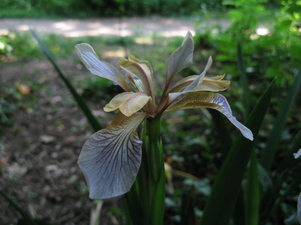 Iris pseudacorus? No, Chamaeiris foetidissima (Iridaceae)