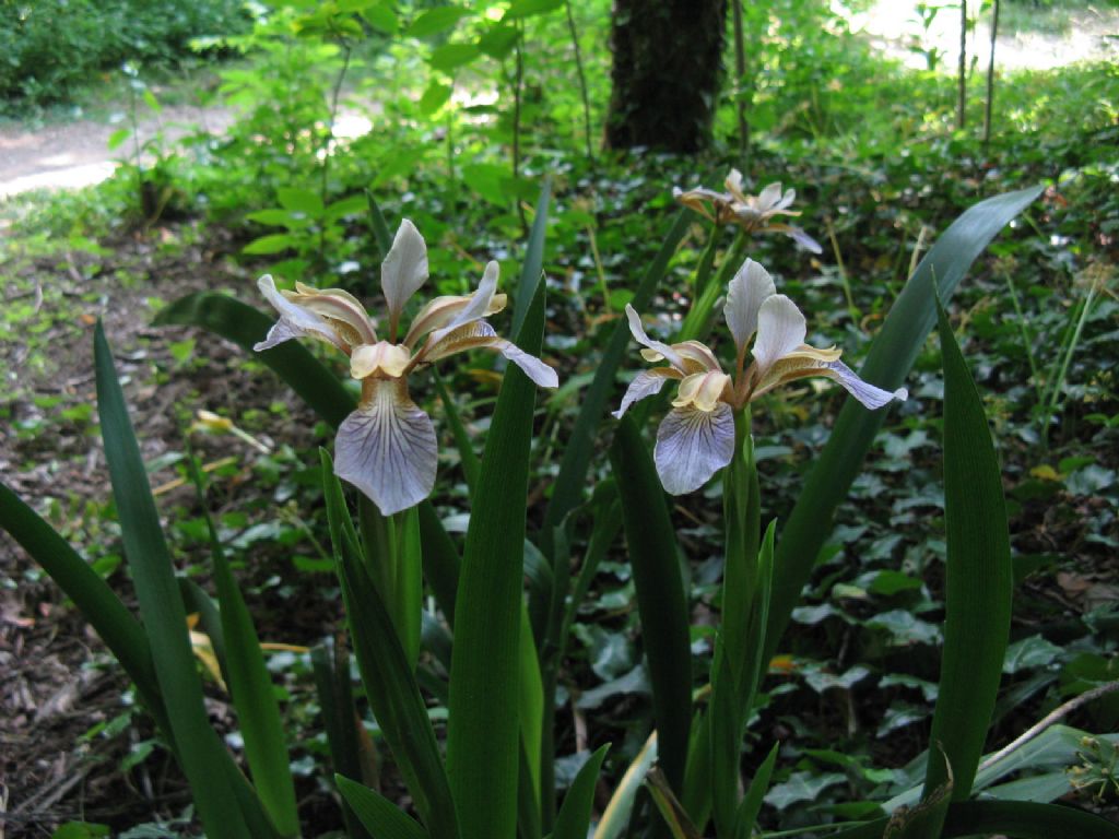 Iris pseudacorus? No, Chamaeiris foetidissima (Iridaceae)