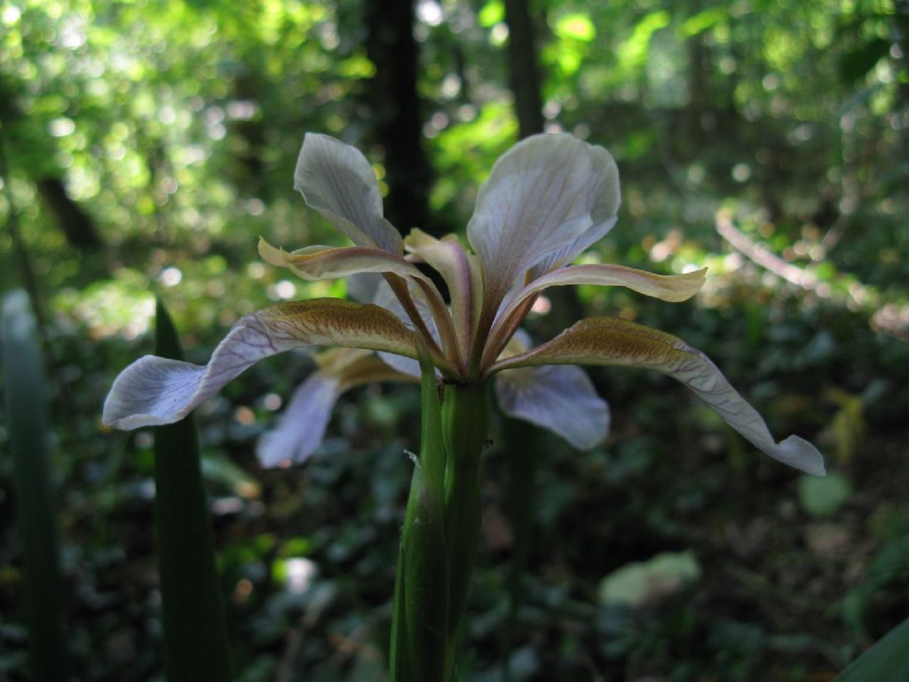 Iris pseudacorus? No, Chamaeiris foetidissima (Iridaceae)