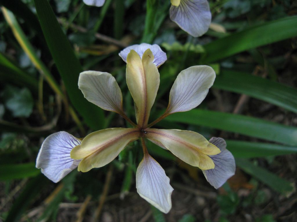 Iris pseudacorus? No, Chamaeiris foetidissima (Iridaceae)