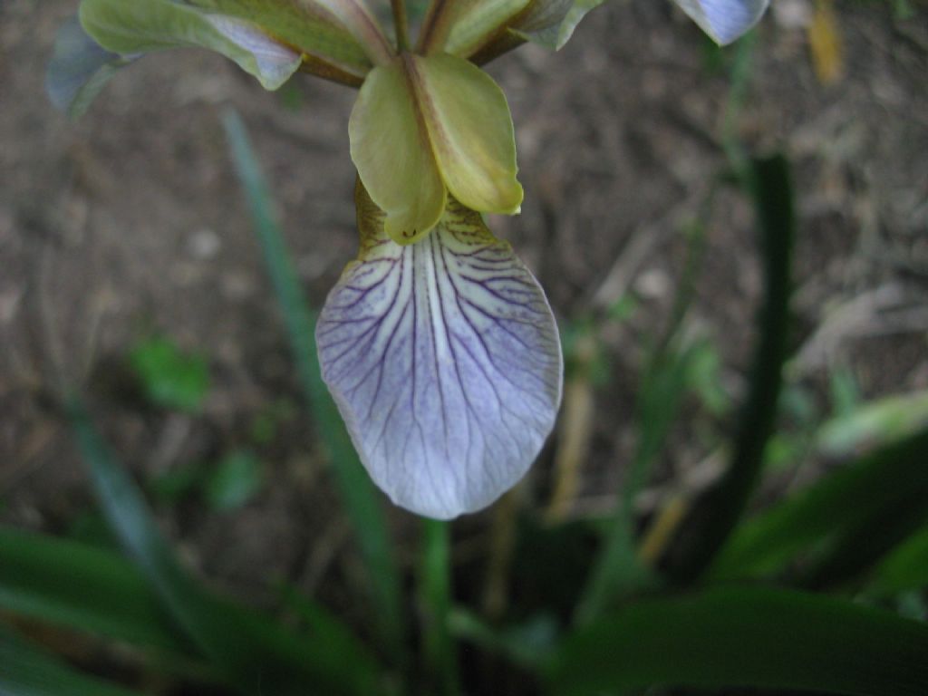 Iris pseudacorus? No, Chamaeiris foetidissima (Iridaceae)