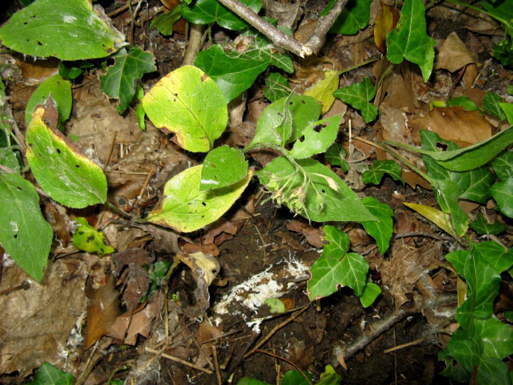 Symphytum  tuberosum o bulbosum? Symphytum officinale