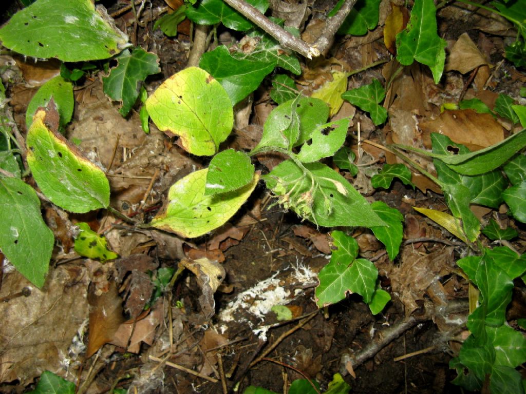 Symphytum  tuberosum o bulbosum? Symphytum officinale