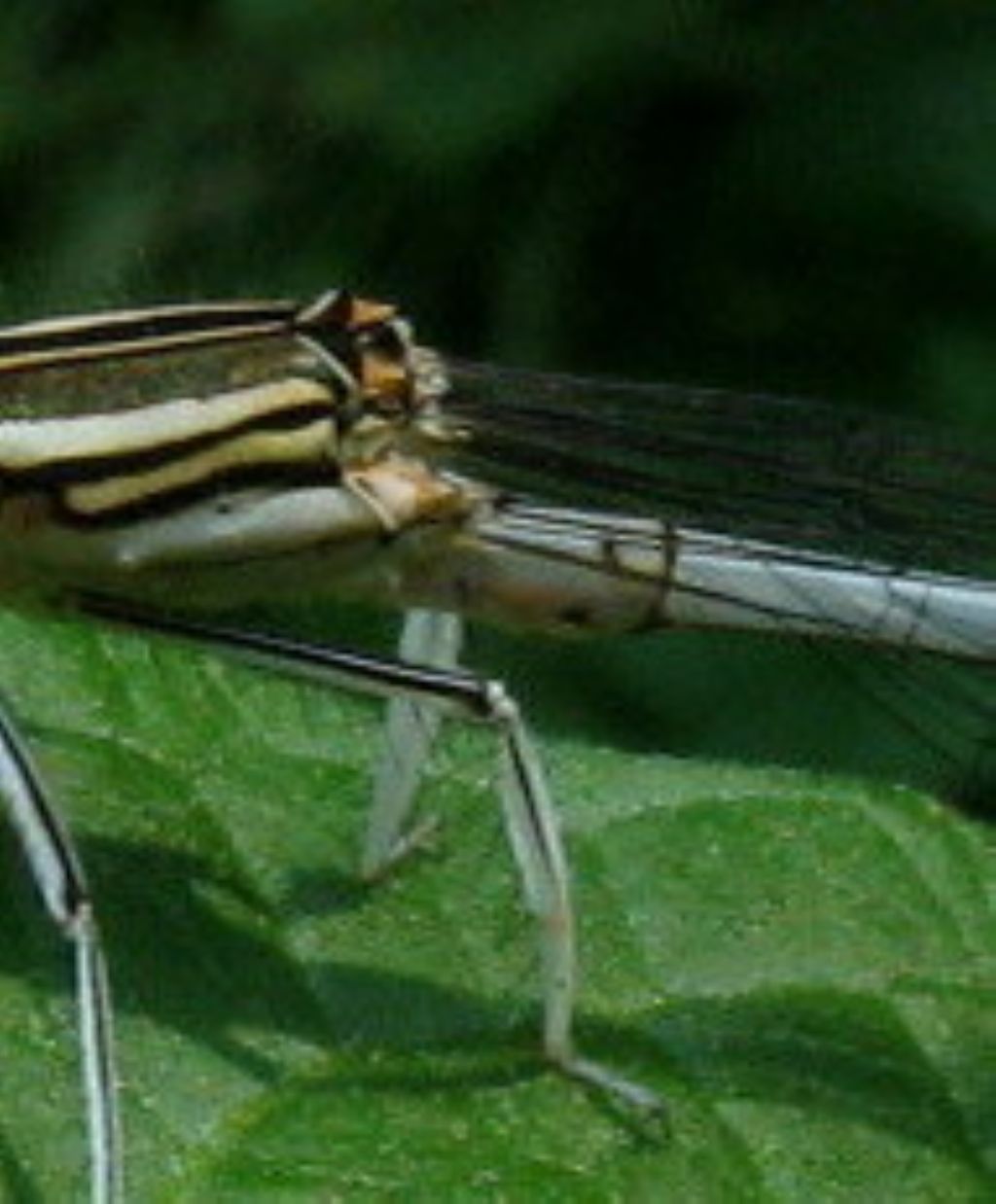 Platycnemis pennipes:colorazione variabile