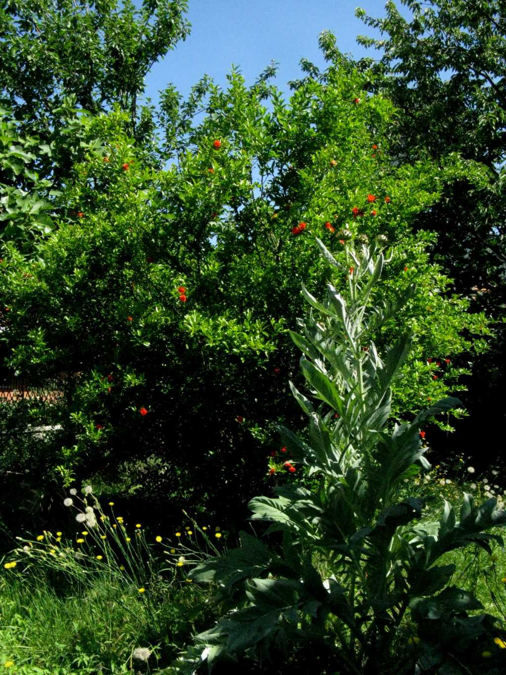 Carciofo / Cynara cardunculus  (Asteraceae)