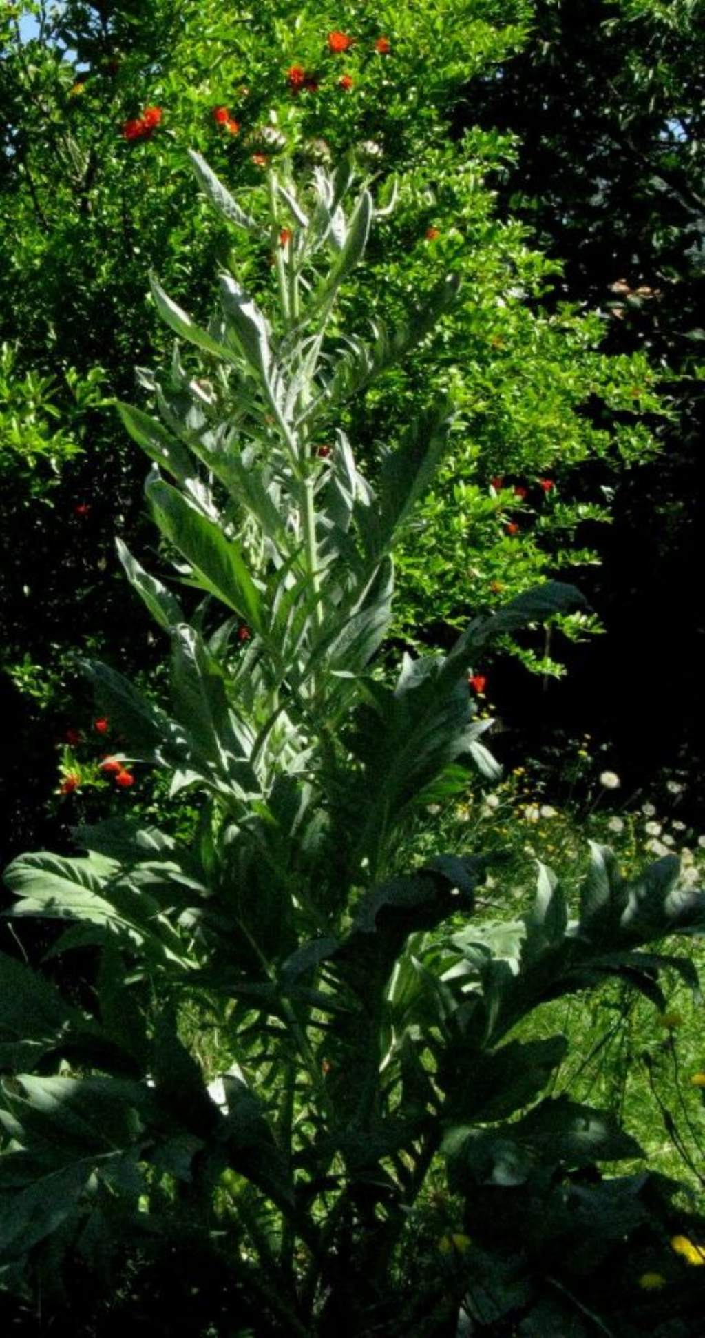 Carciofo / Cynara cardunculus  (Asteraceae)