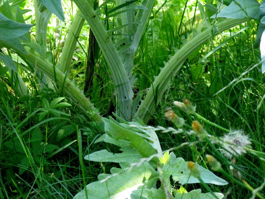 Carciofo / Cynara cardunculus  (Asteraceae)