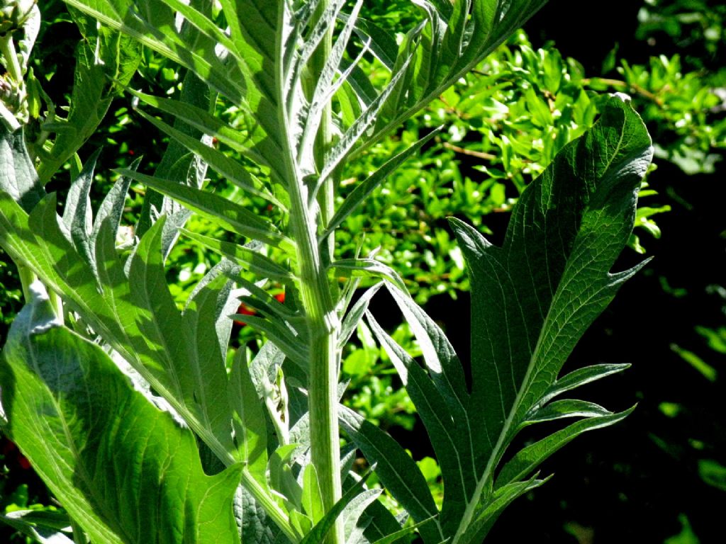 Carciofo / Cynara cardunculus  (Asteraceae)