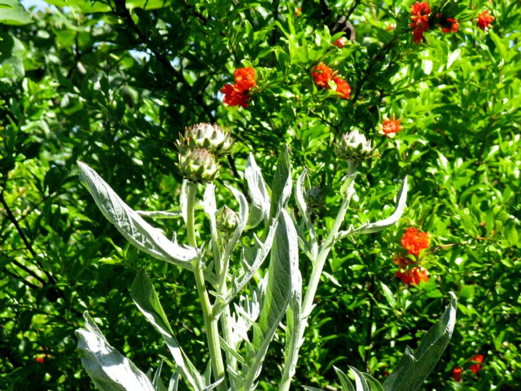 Carciofo / Cynara cardunculus  (Asteraceae)