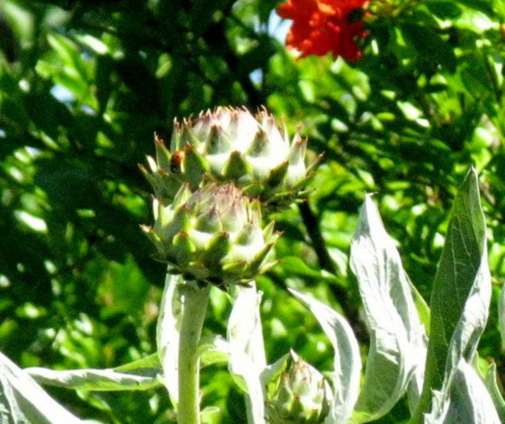 Carciofo / Cynara cardunculus  (Asteraceae)