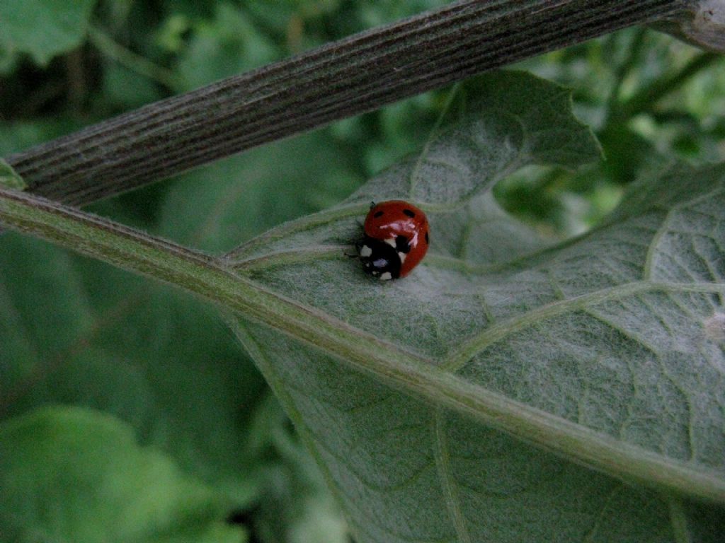 Coccinella septempunctata? Sì.